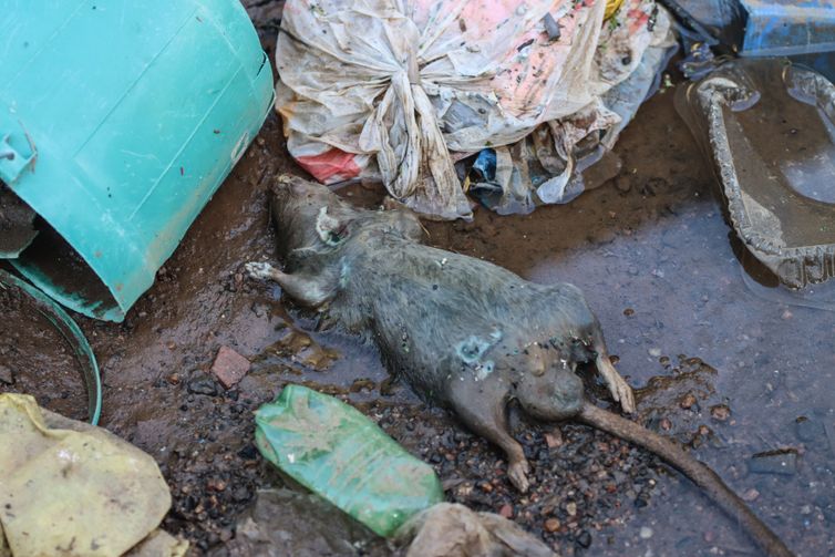  Rio Grande do Sul confirma 20ª morte por leptospirose após enchentes