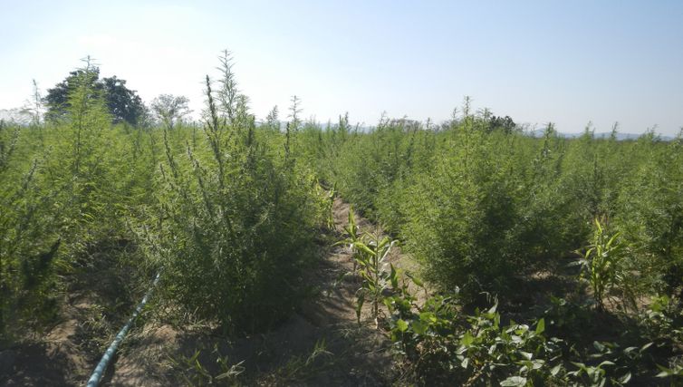 Supremo fixa 40g de maconha para diferenciar usuário de traficante 