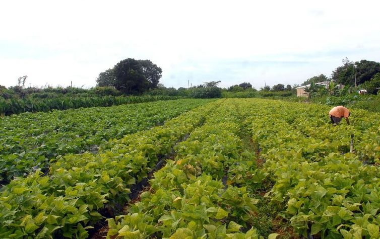 CMN prorroga parcelas de crédito rural a afetados por seca no Nordeste